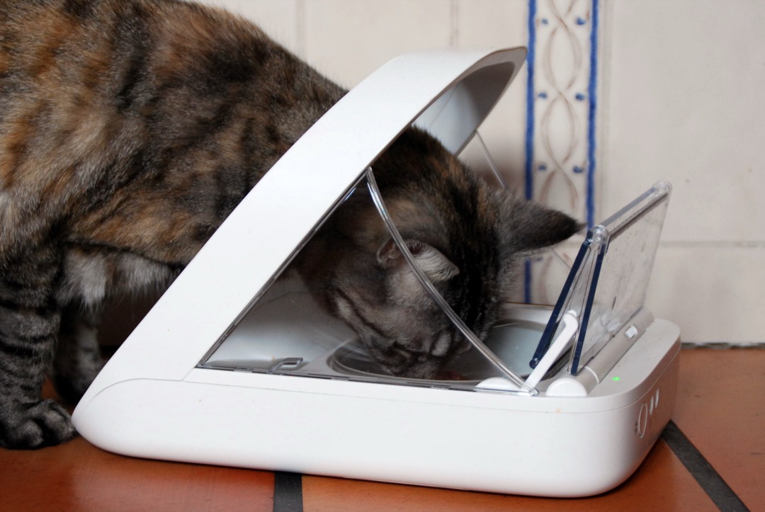 A tabby cat approaching an RFID-controlled automatic pet feeder on a tiled kitchen floor