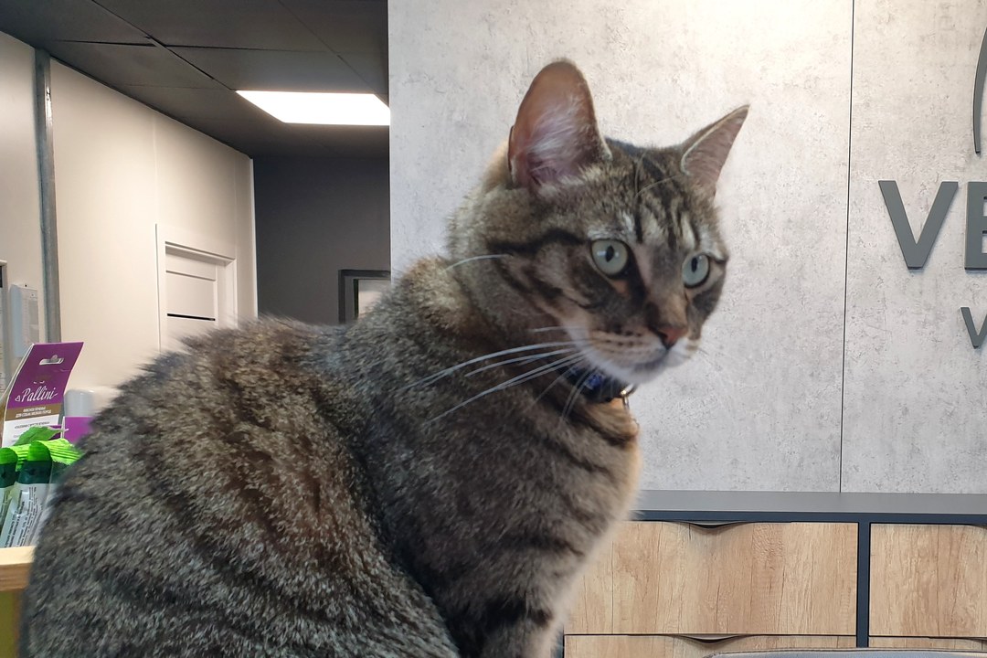 A healthy tabby cat sitting on the reception counter of a veterinary clinic