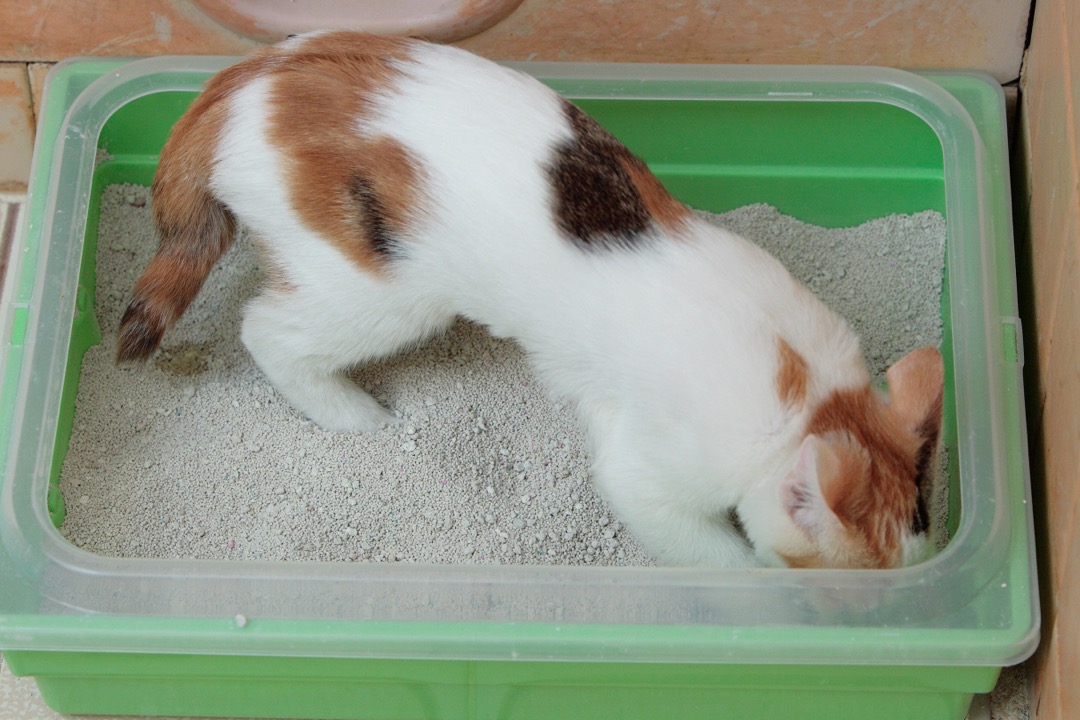 A calico kitten stepping into an open cat litter box