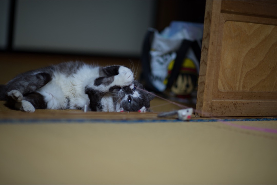 A cat reaching up to catch the feather on a fishing-rod wand toy during play