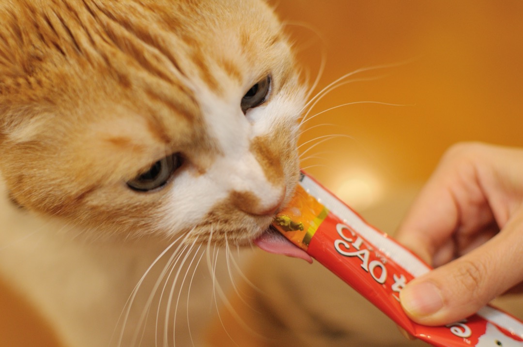 A ginger and white cat licking a creamy purée treat from a squeeze tube held in a person's hand