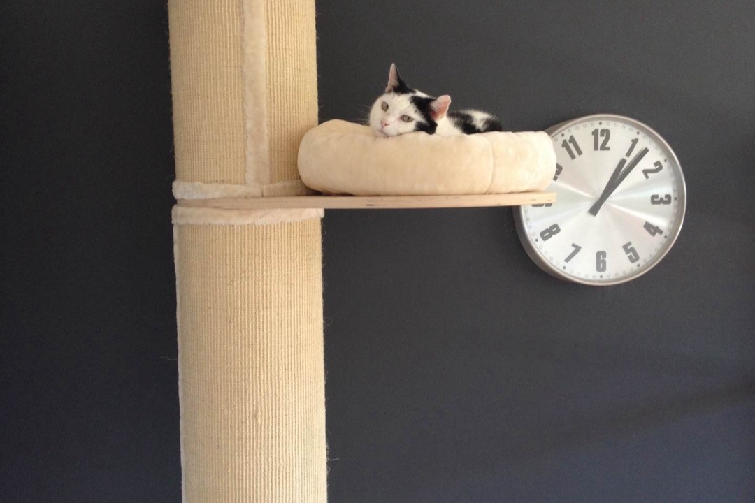 Two cats resting on the perches of a tall carpeted cat tree