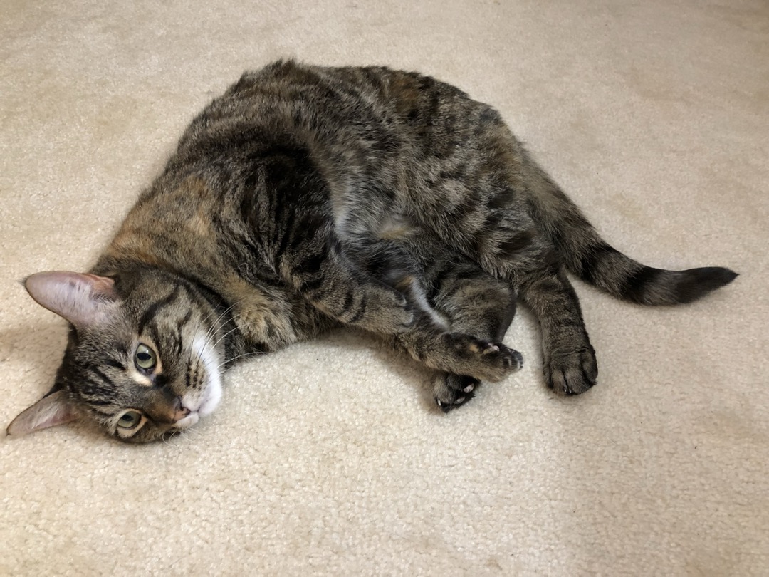 A brown tabby cat lying on its side on cream carpet, looking up at the camera