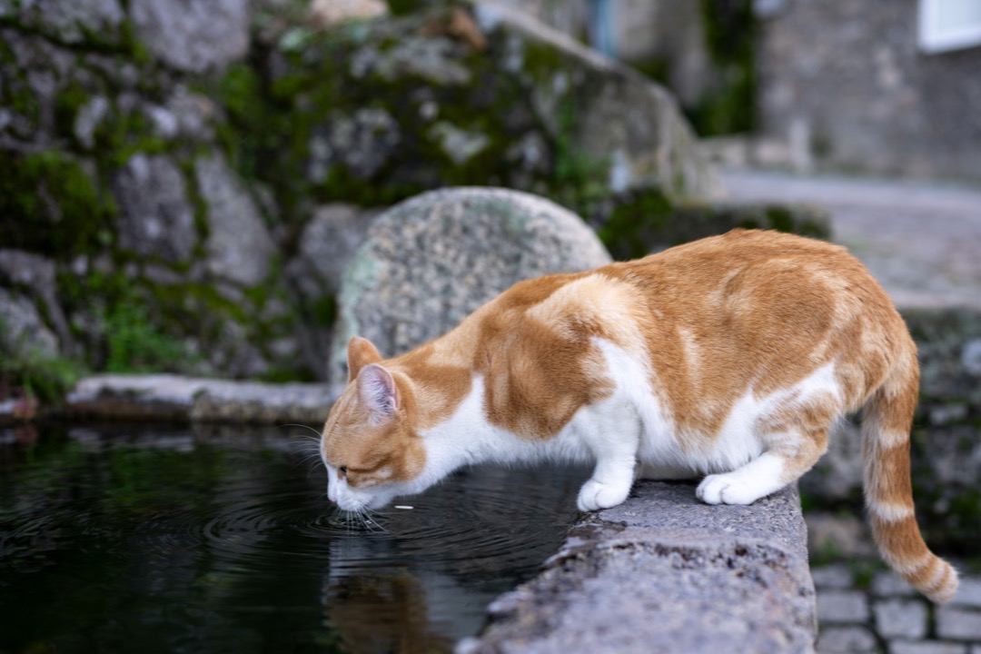 A ginger-and-white cat drinking fresh moving water from a stone fountain reservoir
