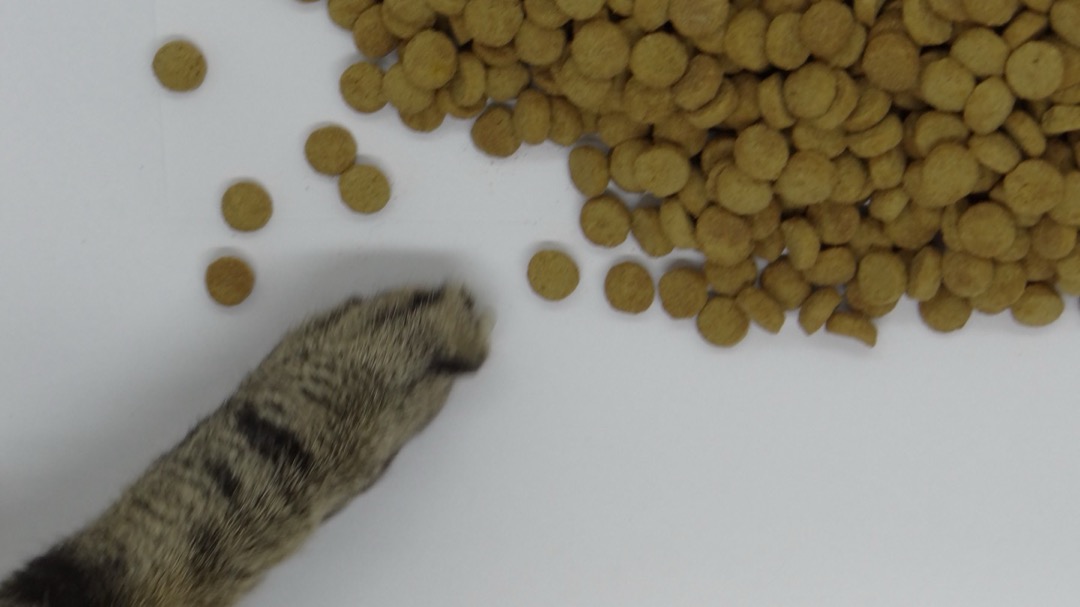 Dry cat food kibble in a bowl beside a cat