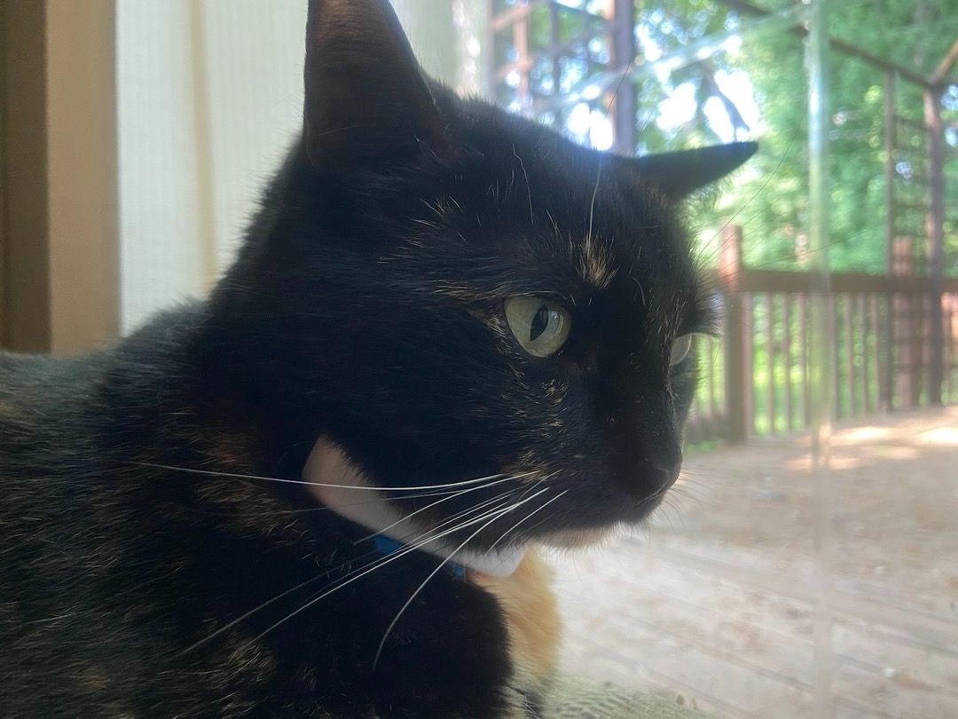 A tortoiseshell cat wearing a blue breakaway collar, resting by a window