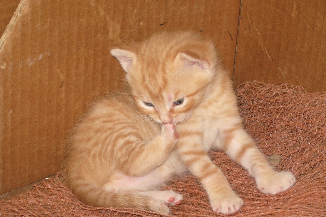 A ginger kitten scratching and grooming its fur