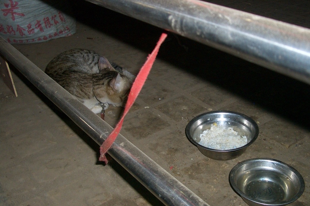 A young kitten eating from a food bowl