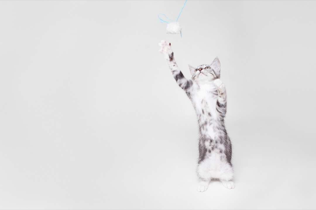 A grey tabby kitten standing on its hind legs reaching for a fluffy toy dangling on a string
