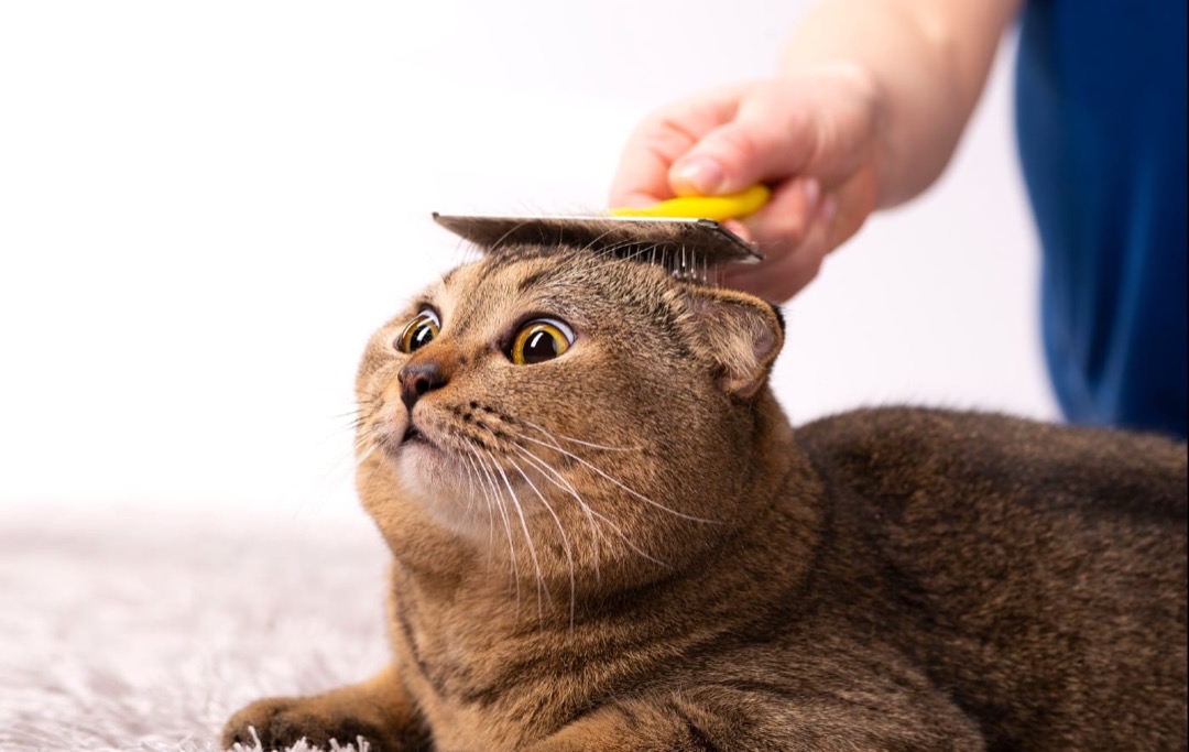 A domestic cat being groomed with a fine-toothed comb
