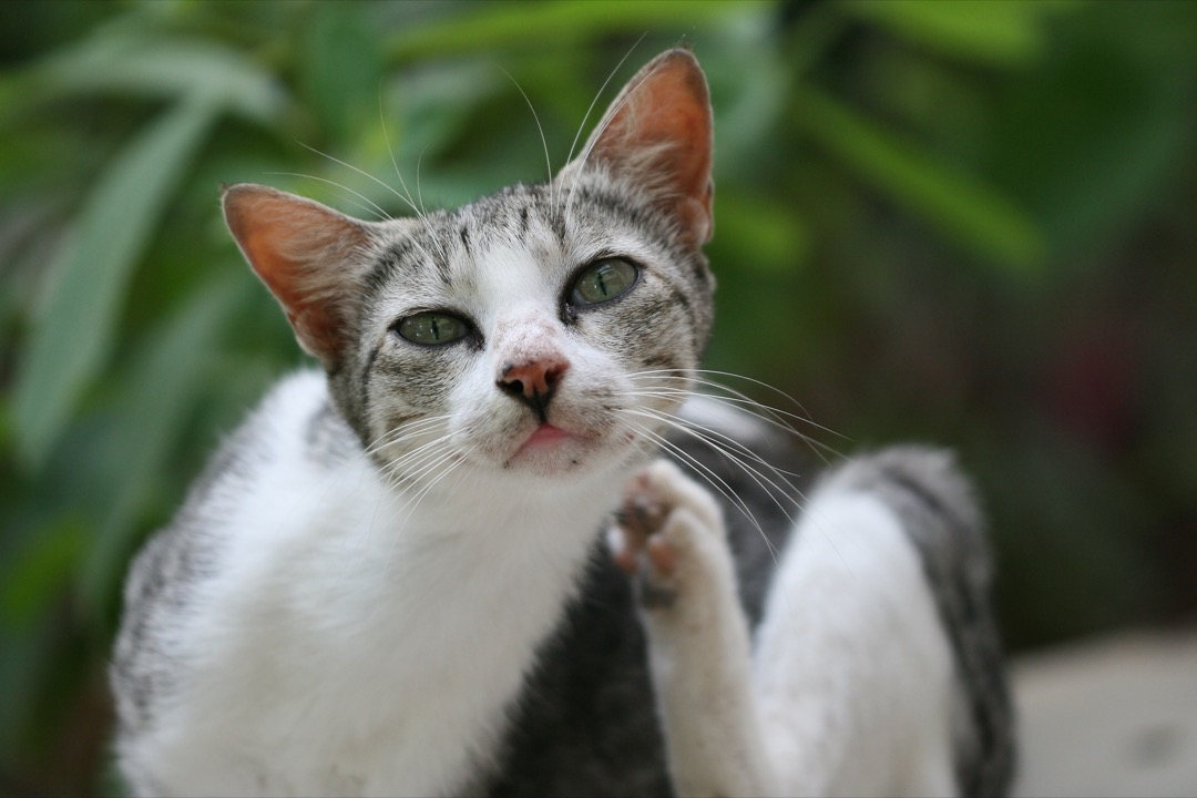A domestic cat scratching an itch on its neck