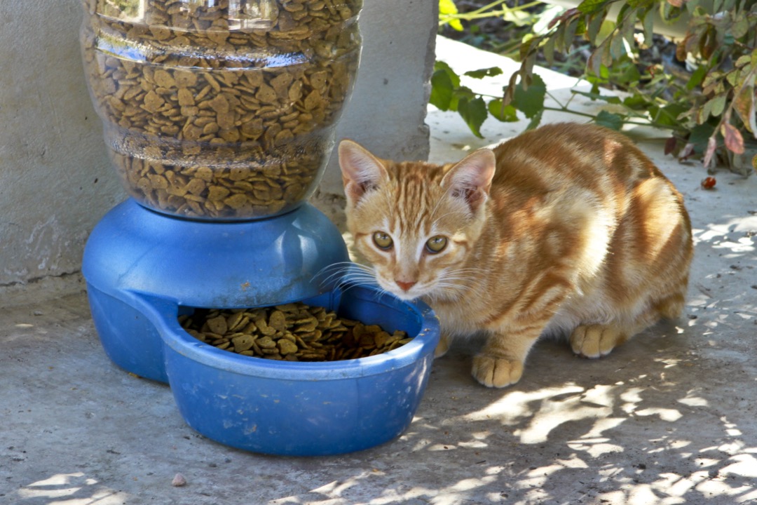 A cat eating wet food from a bowl