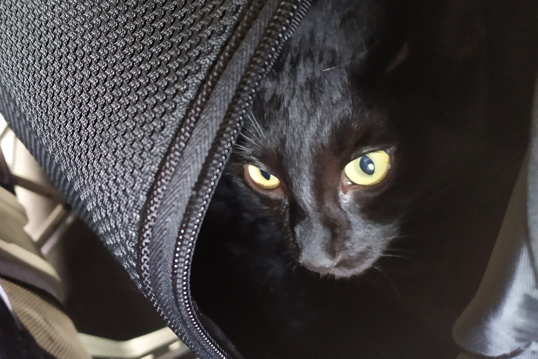 A wide-eyed black cat peering out of the opening of a soft-sided travel carrier