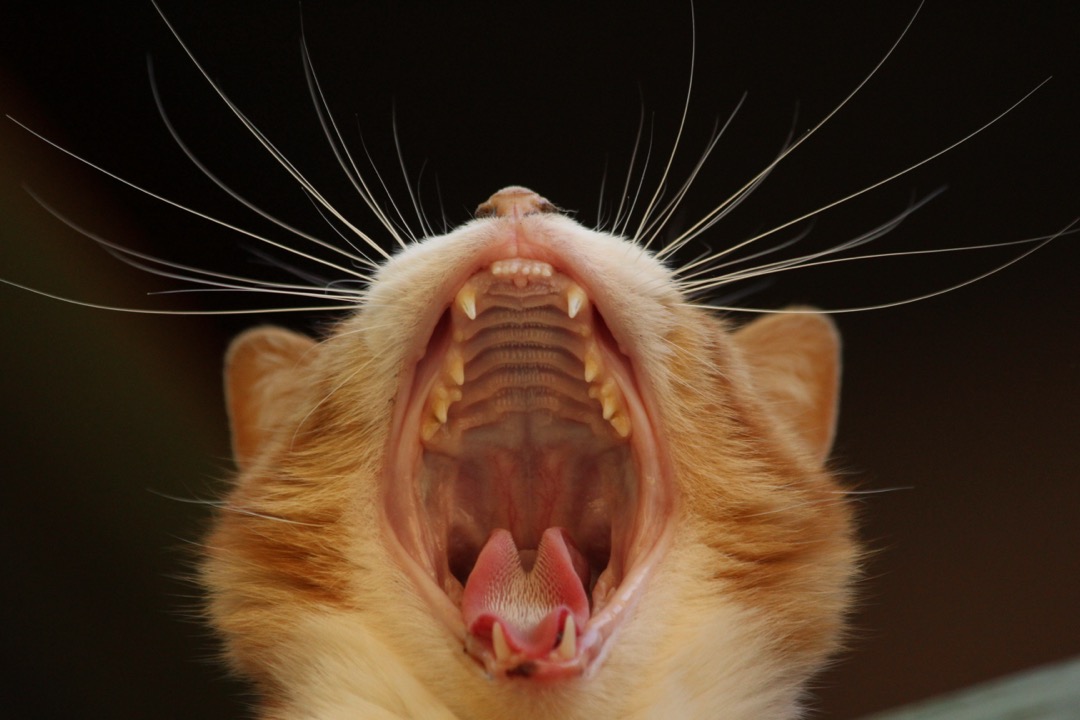 A ginger cat's wide-open mouth in close-up, showing the upper canines, premolars and ridged palate