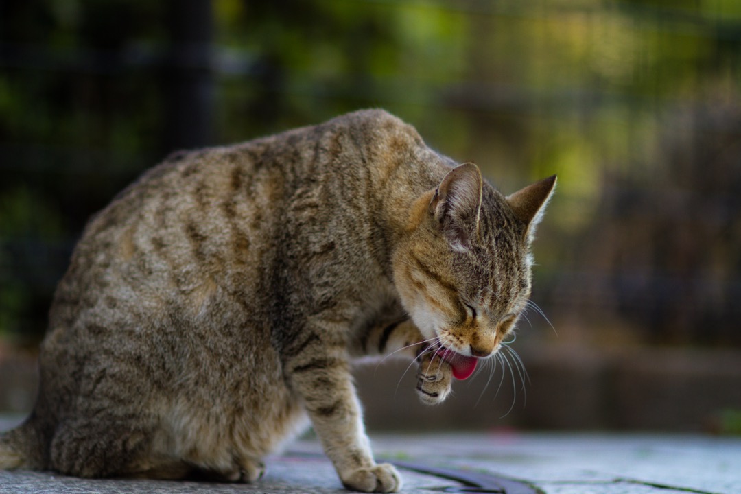 A tabby cat sitting outdoors in soft daylight, twisting round to lick and groom the fur along its own flank