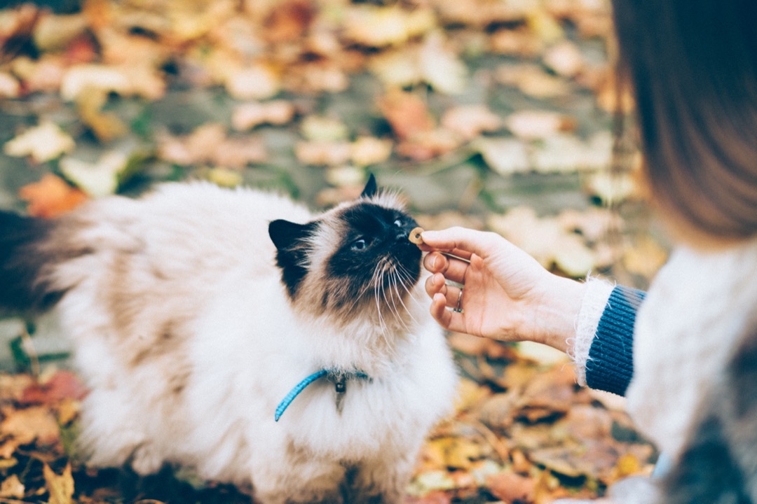 A person's hand offering a small round treat to a cream and seal-point longhaired cat leaning in to take it, on a path covered in autumn leaves