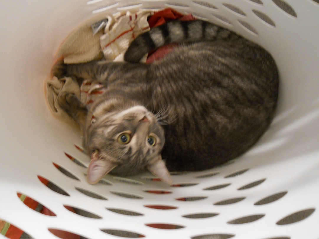 A grey tabby cat curled up inside a white plastic laundry basket on top of folded clothes, looking up at the camera