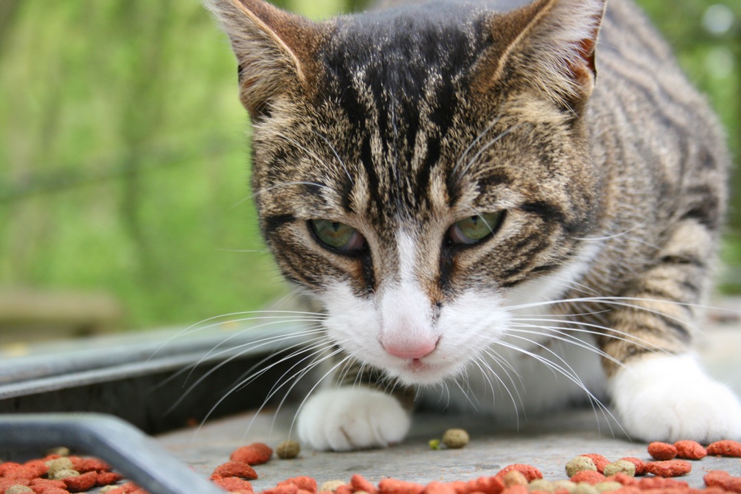 Close-up of a tabby cat crouched over pieces of dry kibble on the floor