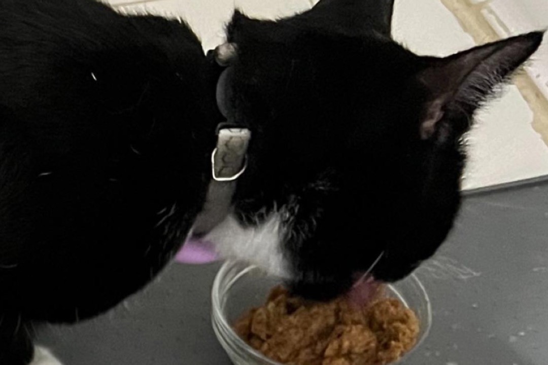 A domestic cat eating wet food from a shallow bowl on the floor