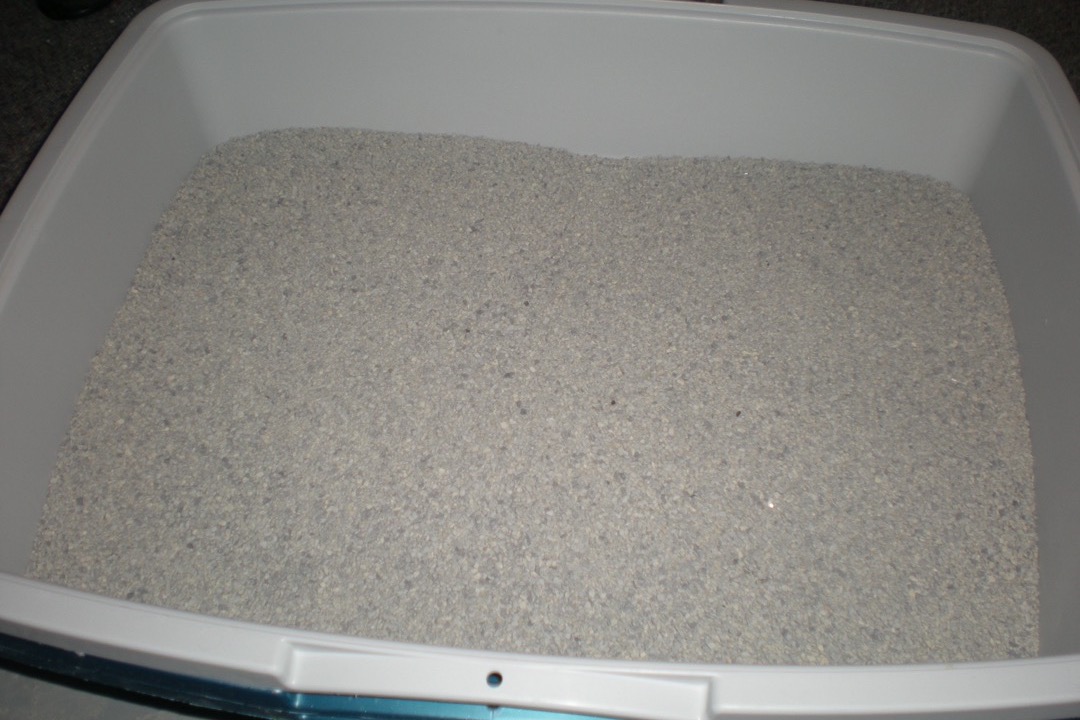 A plastic litter box filled with a fresh, even layer of clean clumping cat litter
