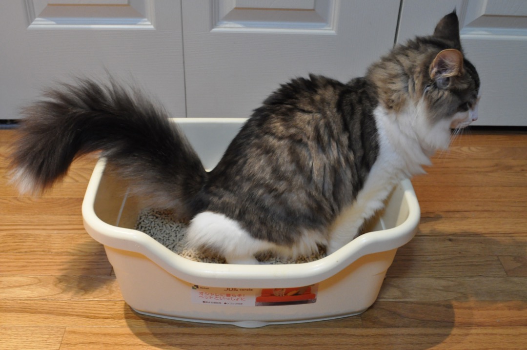 An open cat litter box filled with fresh litter and a scoop, ready to be cleaned
