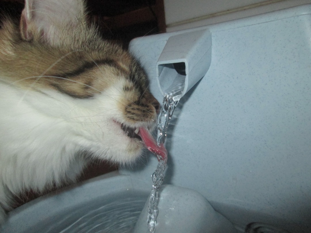 A tabby and white cat lapping from the falling stream of a pet water fountain