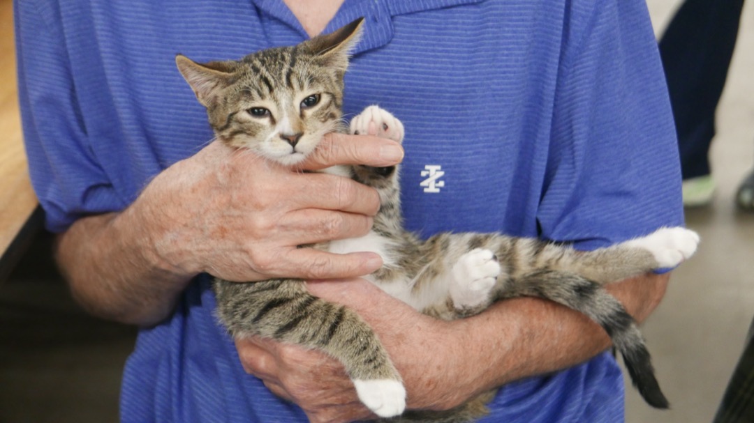 A person cradling a relaxed tabby cat against their chest with one hand supporting under its chin