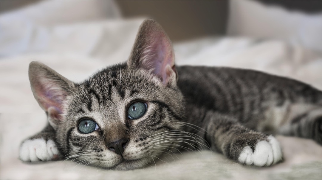 A young tabby cat lying relaxed on a bed, settled comfortably into a new home