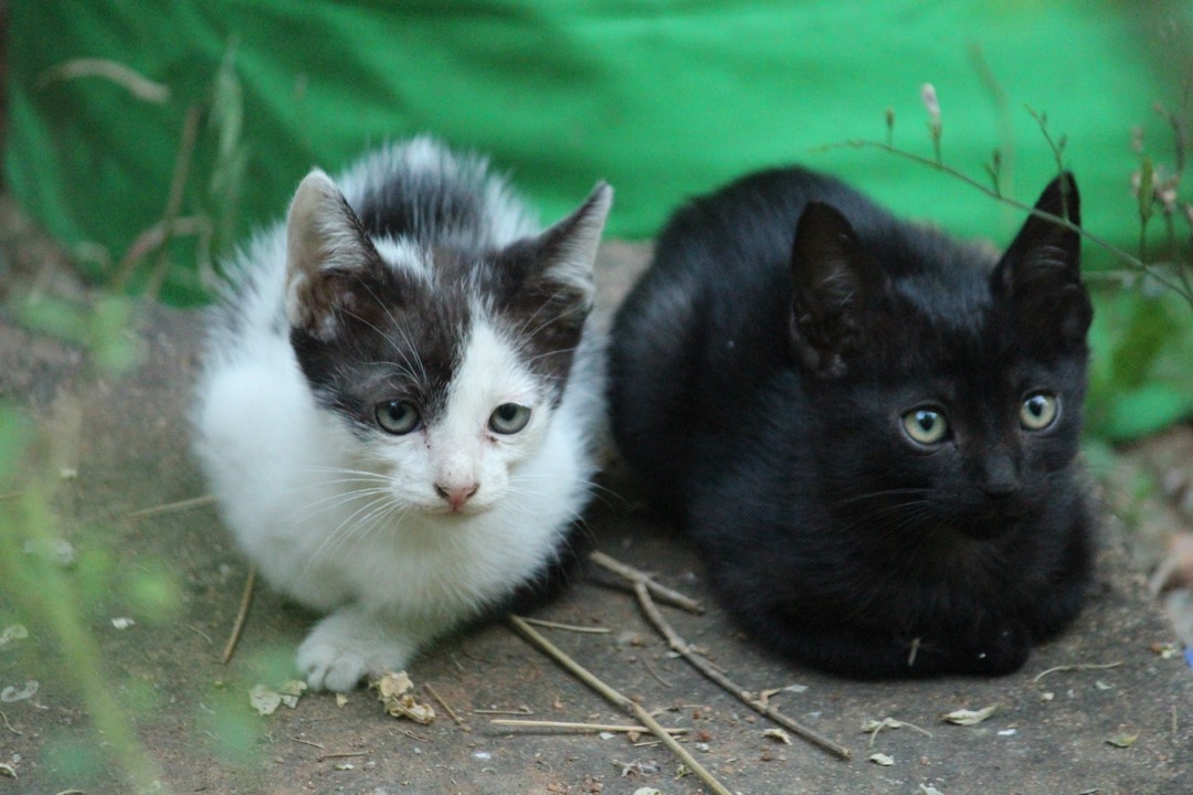 Two cats sitting calmly side by side, coexisting peacefully after a proper introduction