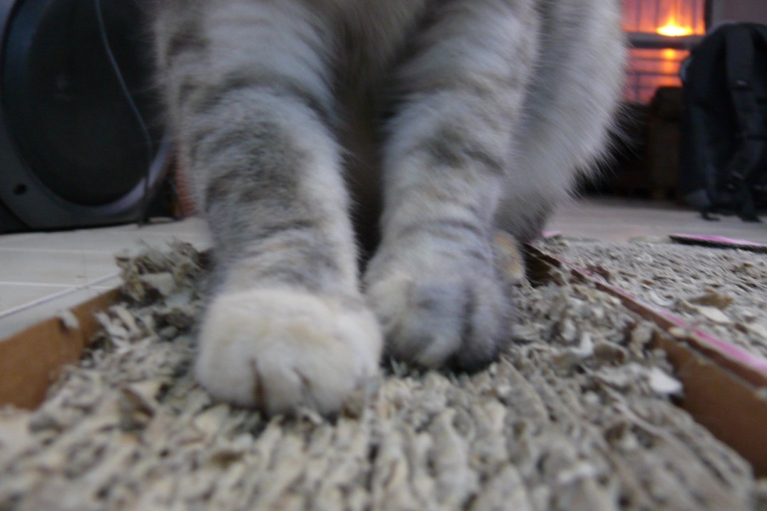 A cat using a corrugated cardboard scratch pad instead of the furniture