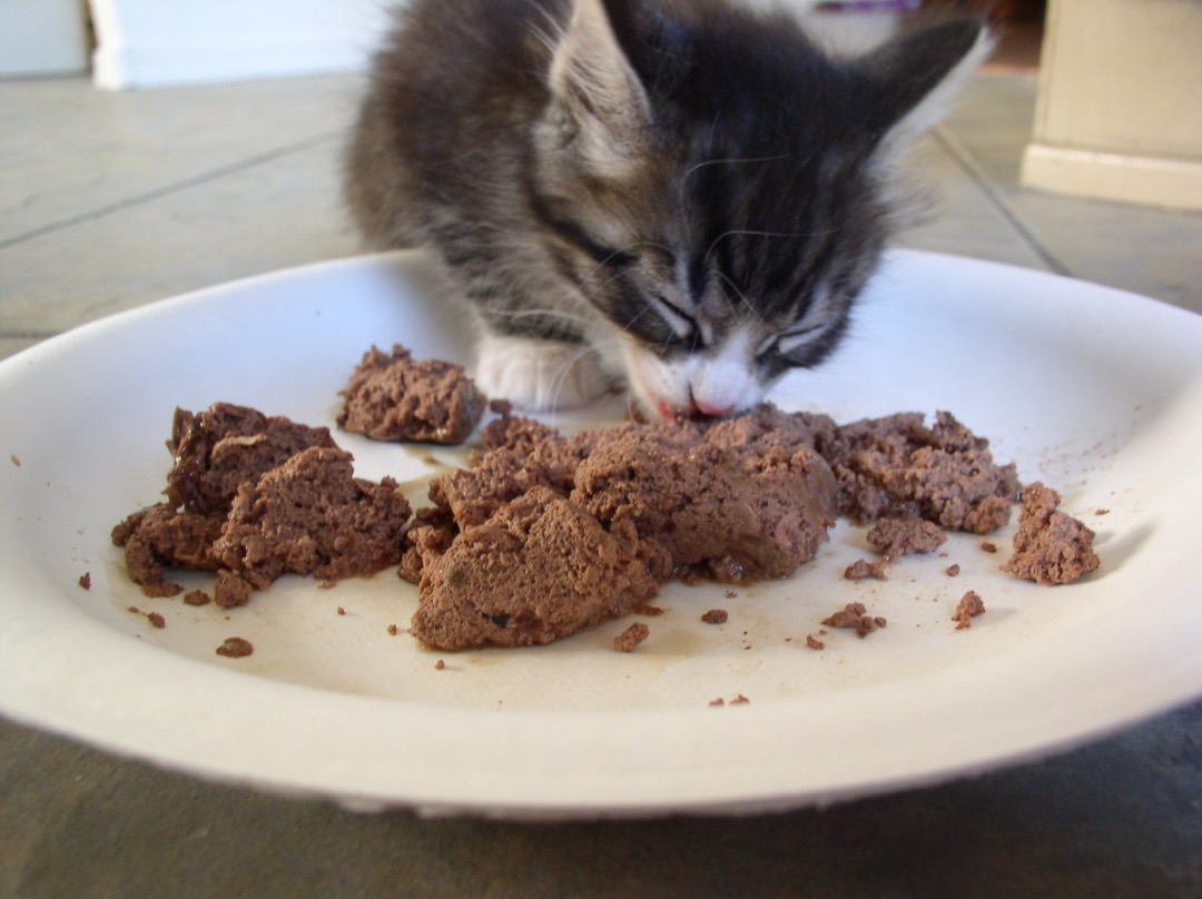Young tabby kitten eating wet food from a white plate on a kitchen floor