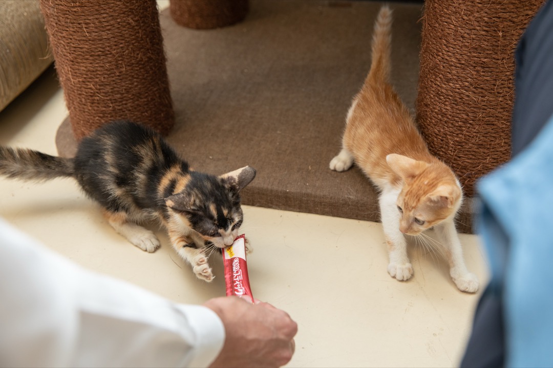A grey tabby kitten licking a creamy purée treat from a squeeze tube held in a person's hand, with a second kitten approaching and a cat tree behind them