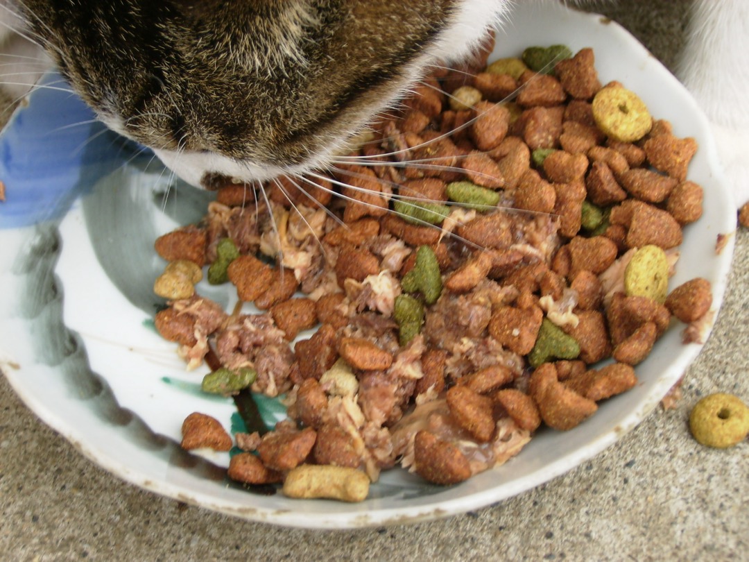 A cat eating from a shallow white bowl filled with a mix of wet food and dry kibble